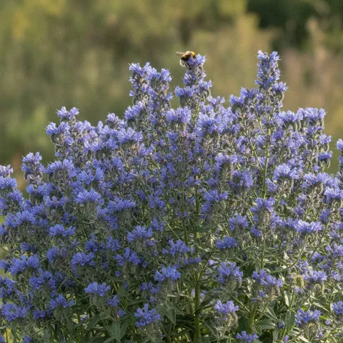 Slangenkruid — Echium vulgare met hommel (illustratie)