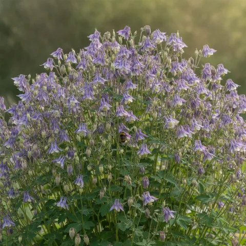 Akelei — Aquilegia vulgaris met hommel (illustratie)