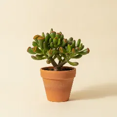 Jadeplant