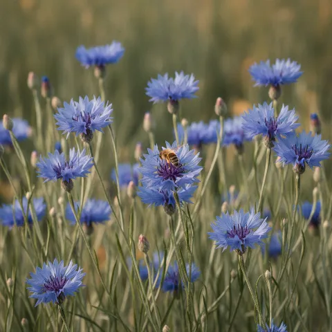 Korenbloem — Centaurea cyanus met solitaire bij (illustratie)