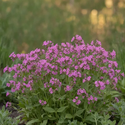 Dagkoekoeksbloem — Silene dioica (illustratie)
