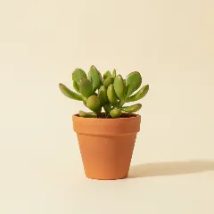 Jadeplant