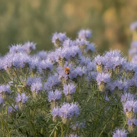 Phacelia — Phacelia tanacetifolia met honingbij (illustratie)