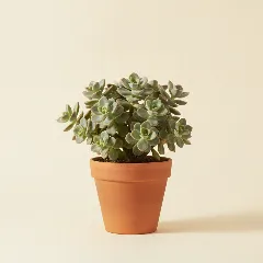 Jadeplant
