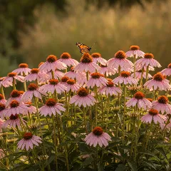 Echinacea