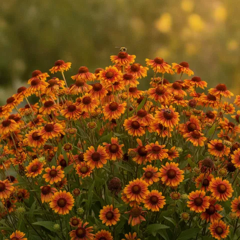 Helenium — Helenium spp. met zweefvlieg (illustratie)