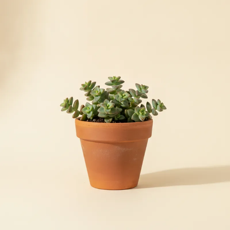 Jadeplant — Crassula perforata (illustratie)