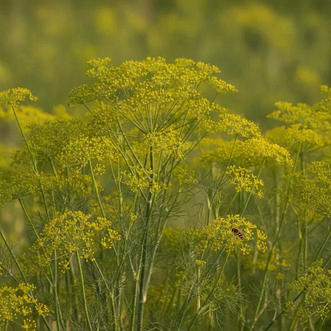 Dille — Anethum graveolens met zweefvlieg (illustratie)