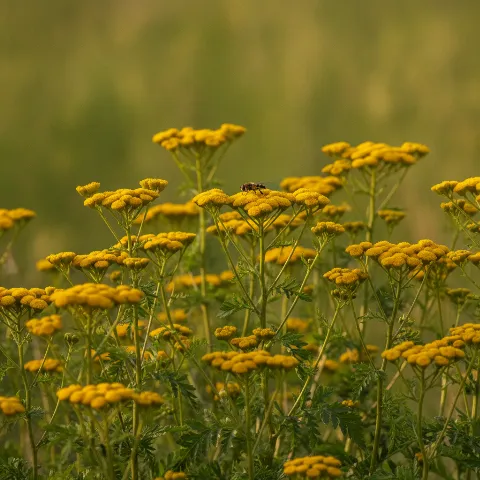 Boerenwormkruid — Tanacetum vulgare met zweefvlieg (illustratie)