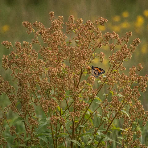 Zuring — Rumex spp. met dagvlinder (waardplant) (illustratie)
