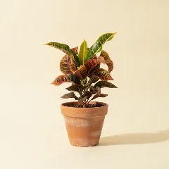 Croton