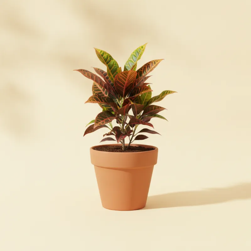 Croton — Codiaeum variegatum 'Excellent' (illustratie)