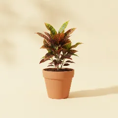 Croton