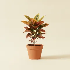 Croton