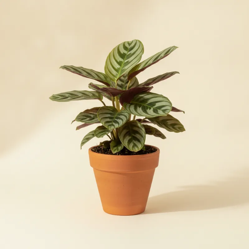 Ctenanthe — Ctenanthe burle-marxii (illustratie)