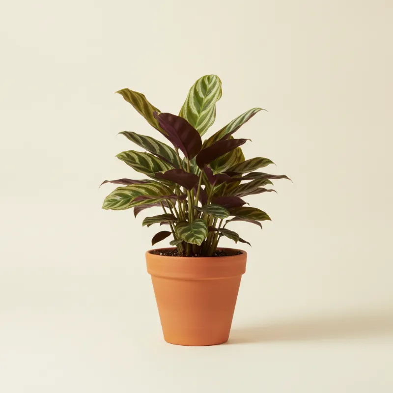 Ctenanthe — Ctenanthe oppenheimiana (illustratie)