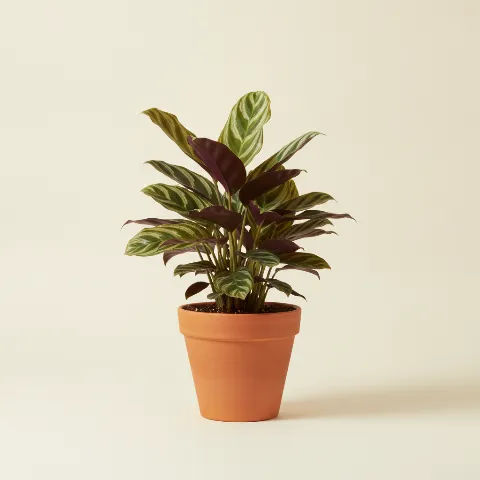 Ctenanthe