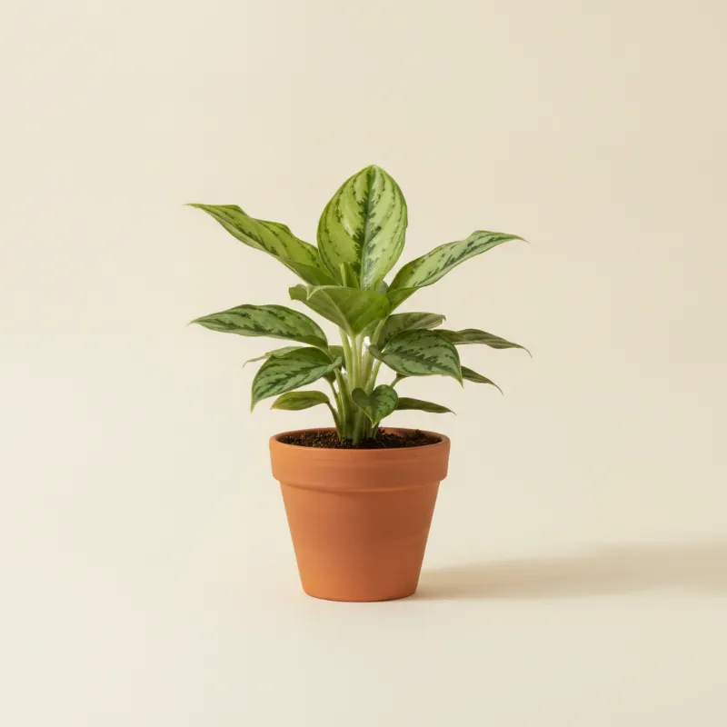 Aglaonema — Aglaonema 'Maria' (illustratie)