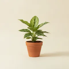 Aglaonema