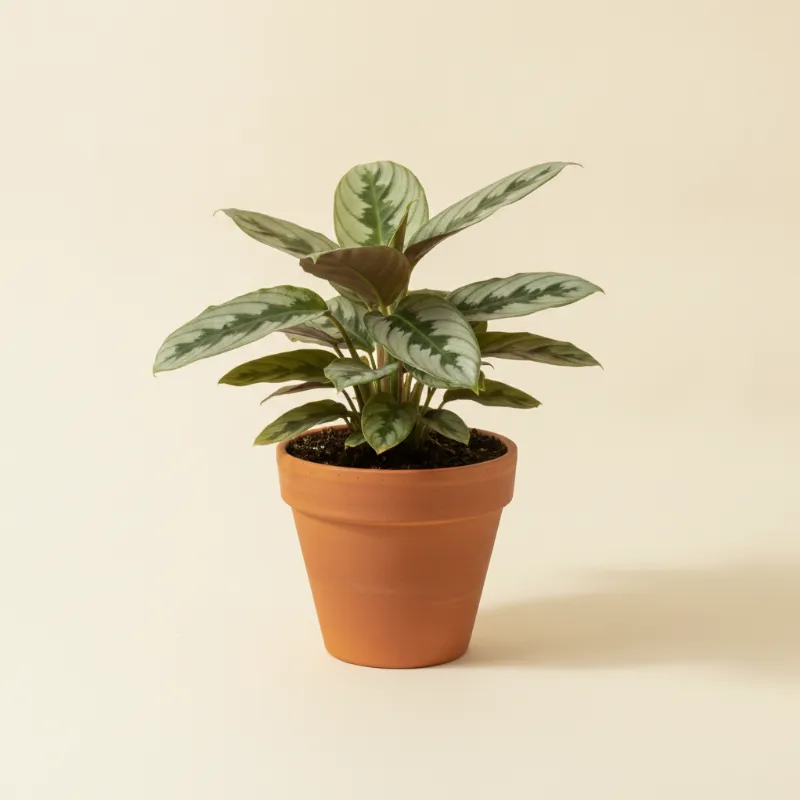Ctenanthe — Ctenanthe setosa 'Grey Star' (illustratie)