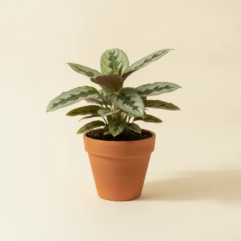 Ctenanthe
