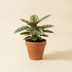 Ctenanthe