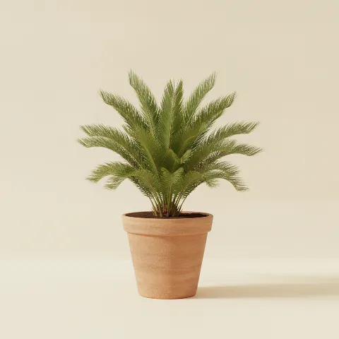 Sago palm