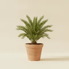 Cycas palmvaren