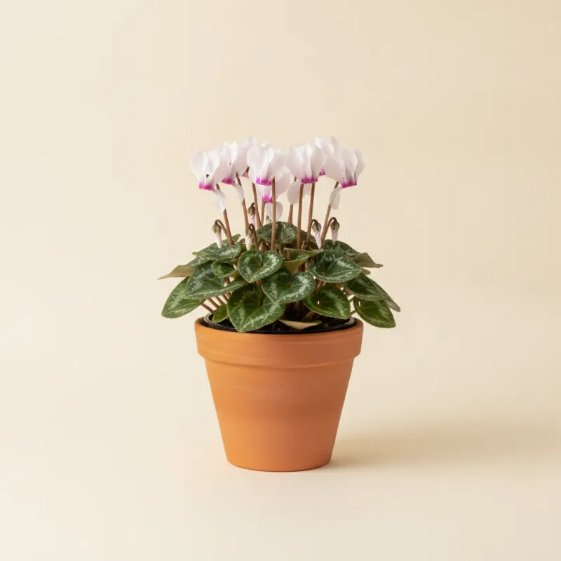 Cyclaam — Cyclamen persicum (illustratie)