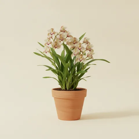 Cymbidium orchidee