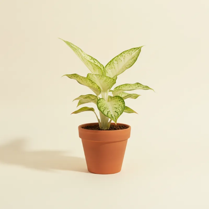 Dieffenbachia — Dieffenbachia 'Camilla' (illustratie)