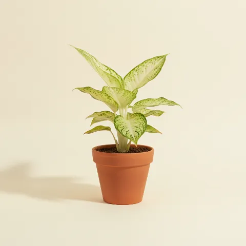 Dieffenbachia