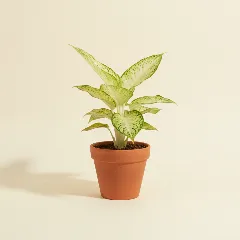 Dieffenbachia
