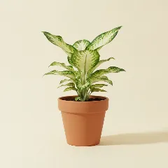 Dieffenbachia