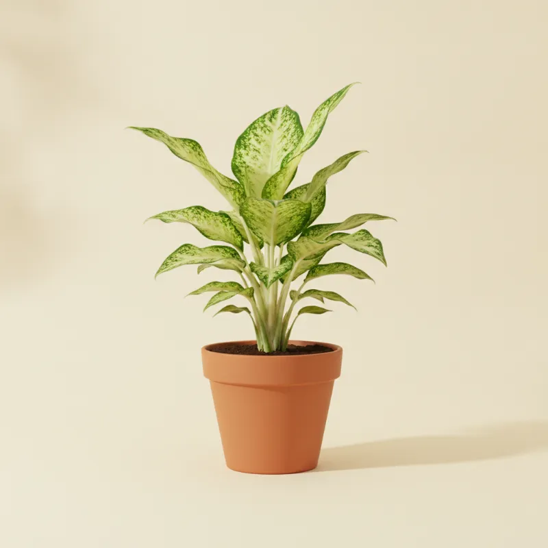 Dieffenbachia — Dieffenbachia 'Compacta' (illustratie)
