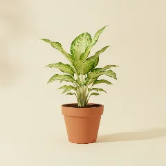 Dieffenbachia