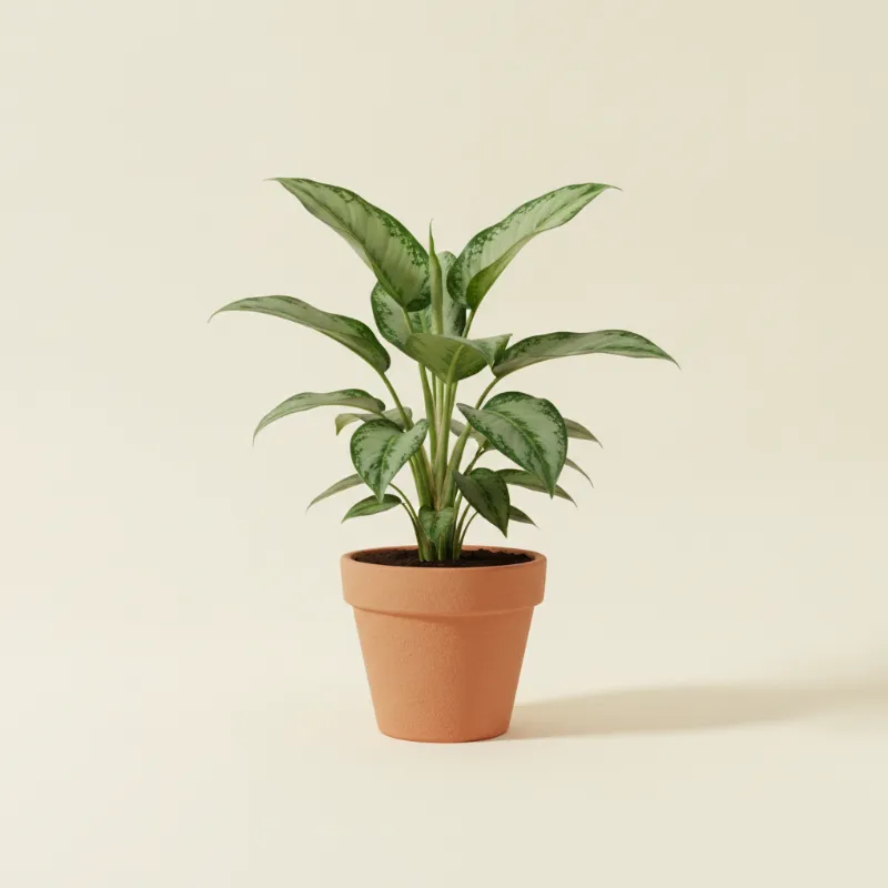 Dieffenbachia — Dieffenbachia 'Green Magic' (illustratie)