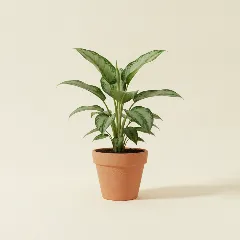 Dieffenbachia