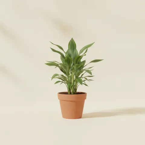 Dracaena — Dracaena fragrans (illustratie)