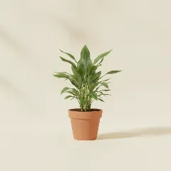 Dracaena