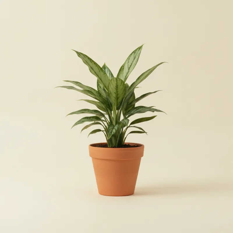 Aglaonema — Aglaonema 'Cutlass' (illustratie)