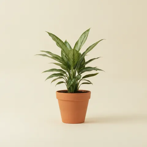 Aglaonema — Aglaonema 'Cutlass' (illustratie)