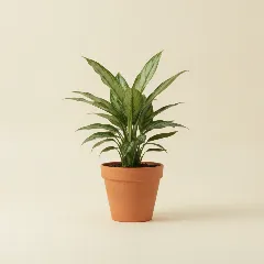Aglaonema