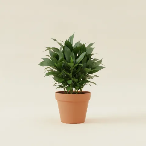 Dracaena — Dracaena fragrans 'Compacta' (illustratie)