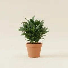 Dracaena