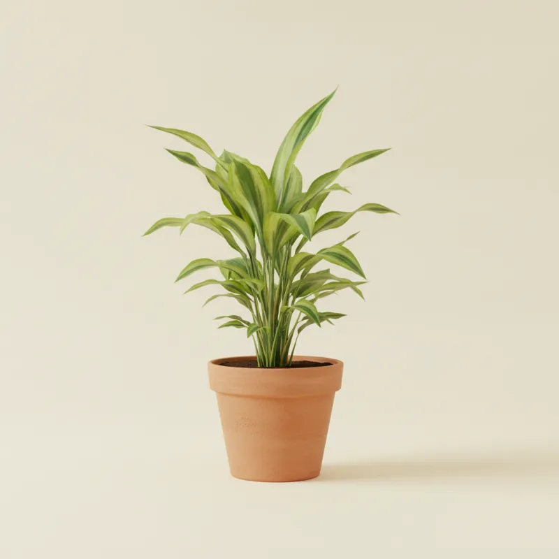 Dracaena — Dracaena fragrans 'Lemon Lime' (illustratie)