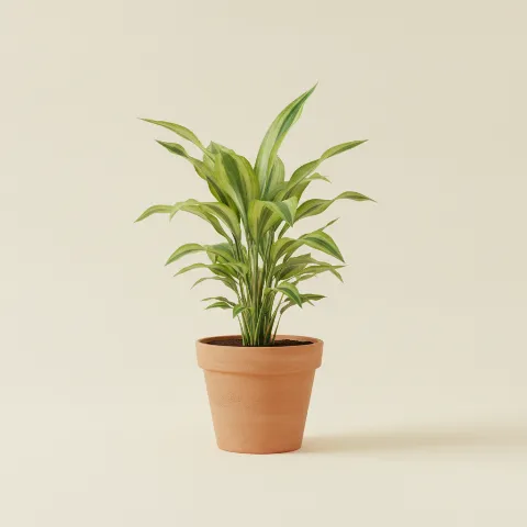 Dracaena — Dracaena fragrans 'Lemon Lime' (illustratie)