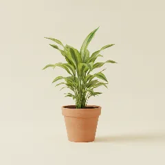 Dracaena