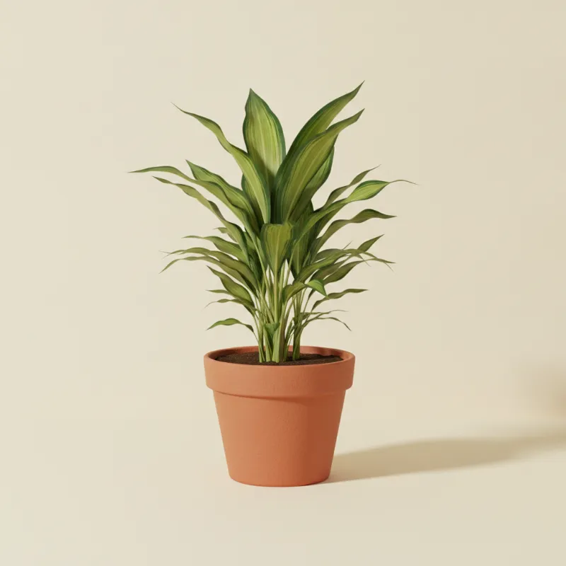 Dracaena — Dracaena fragrans 'Massangeana' (illustratie)