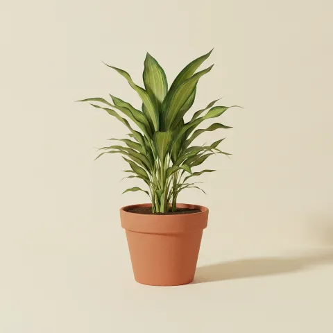 Dracaena — Dracaena fragrans 'Massangeana' (illustratie)